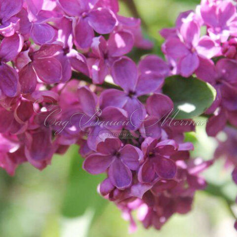 Сирень "Индия" / Syringa vulgaris "Indiya" — фото 2