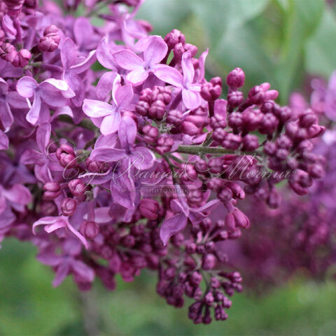 Сирень "Индия" / Syringa vulgaris "Indiya" — фото 3