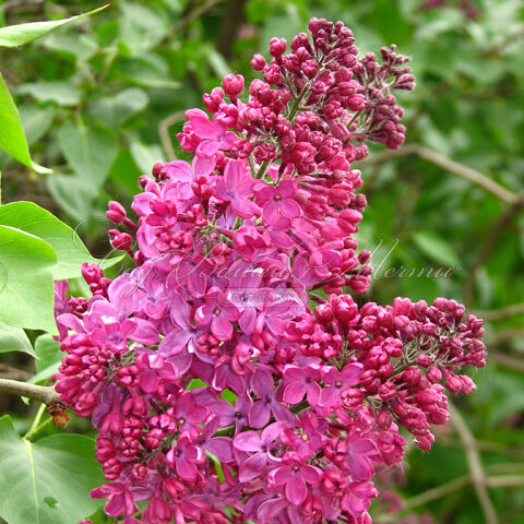 Сирень "Индия" / Syringa vulgaris "Indiya" — фото 4
