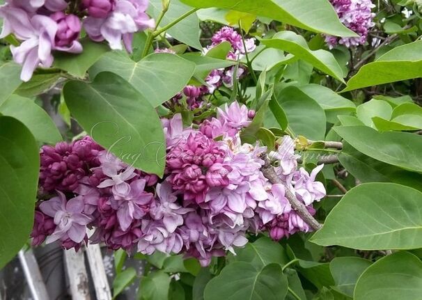 Сирень "Комсомолка" / Syringa vulgaris "Komsomolka" — фото 2