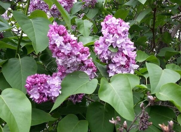 Сирень "Комсомолка" / Syringa vulgaris "Komsomolka" — фото 3