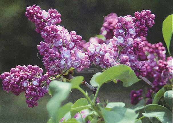 Сирень "Комсомолка" / Syringa vulgaris "Komsomolka" — фото 4