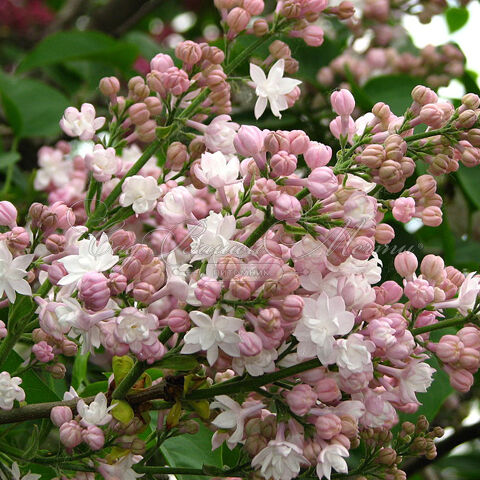 Сирень "Красавица Москвы" / Syringa vulgaris "Krasavitsa Moskvy" — фото 3