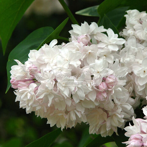 Сирень "Красавица Москвы" / Syringa vulgaris "Krasavitsa Moskvy" — фото 4