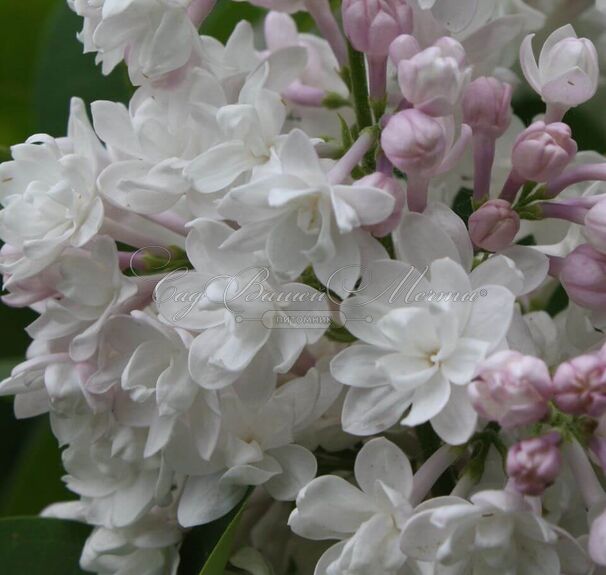 Сирень "Красавица Москвы" / Syringa vulgaris "Krasavitsa Moskvy" — фото 5
