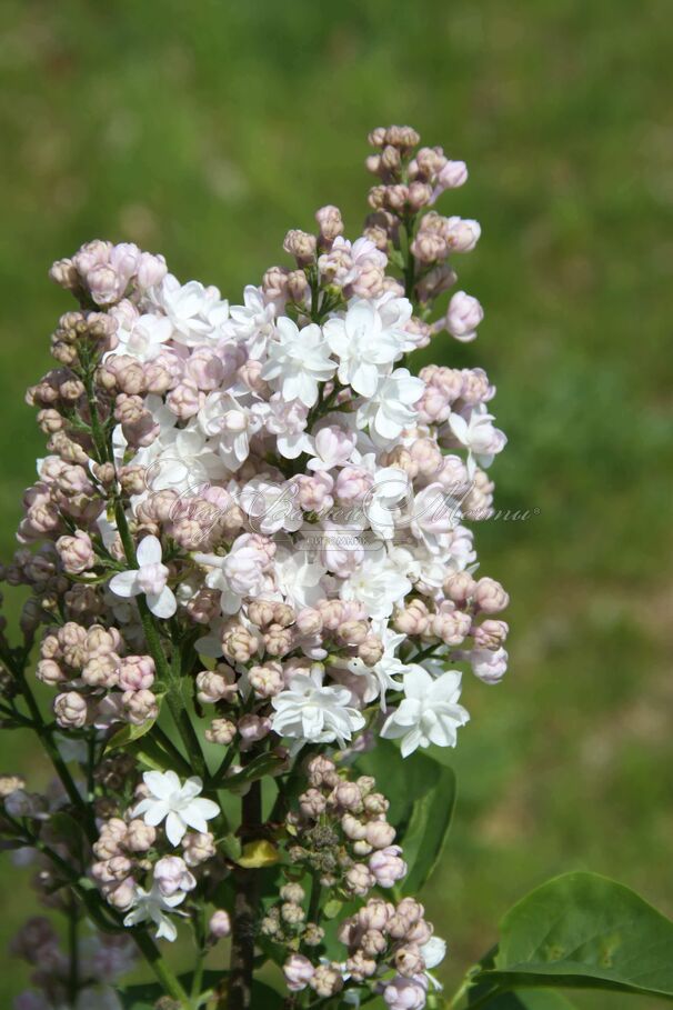 Сирень "Красавица Москвы" / Syringa vulgaris "Krasavitsa Moskvy" — фото 6