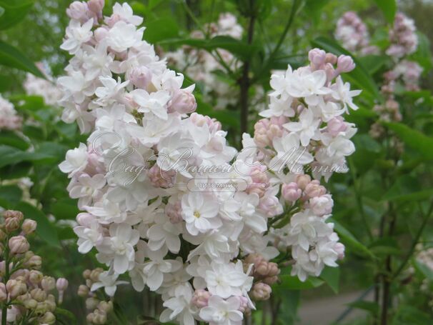 Сирень "Красавица Москвы" / Syringa vulgaris "Krasavitsa Moskvy" — фото 7