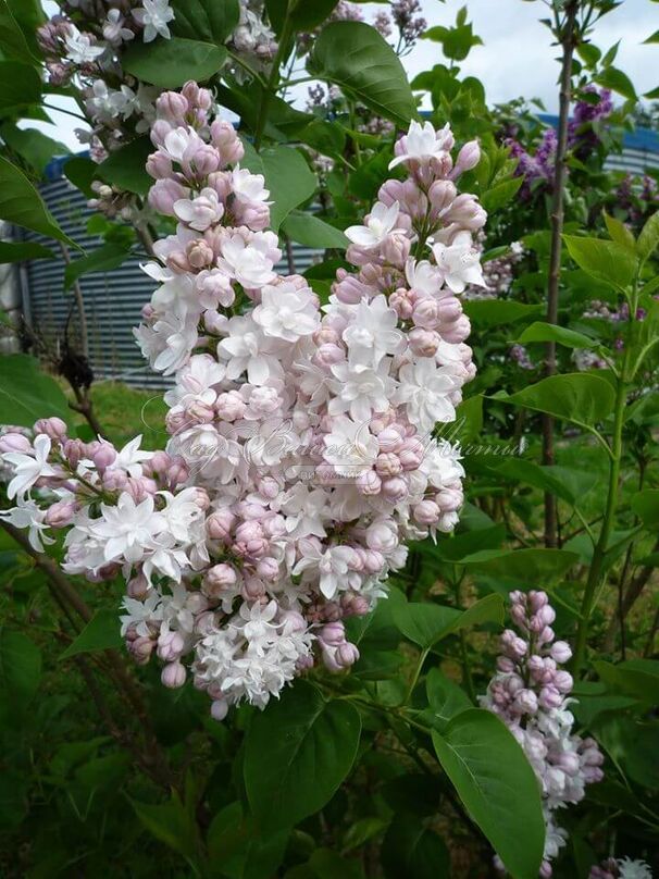 Сирень "Красавица Москвы" / Syringa vulgaris "Krasavitsa Moskvy" — фото 8