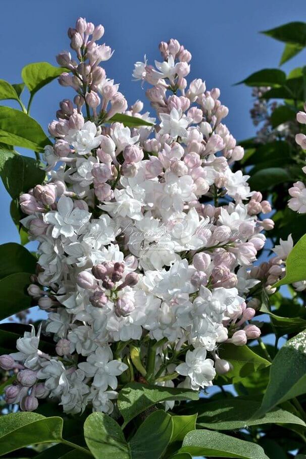 Сирень "Красавица Москвы" / Syringa vulgaris "Krasavitsa Moskvy" — фото 9