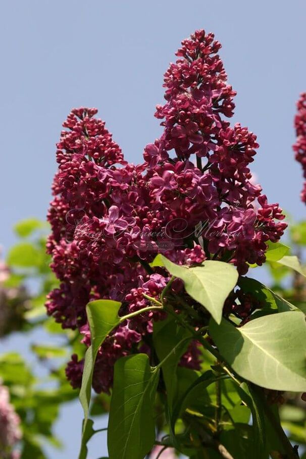 Сирень "Красная москва" / Syringa vulgaris "Krasnaya Moskva" — фото 2