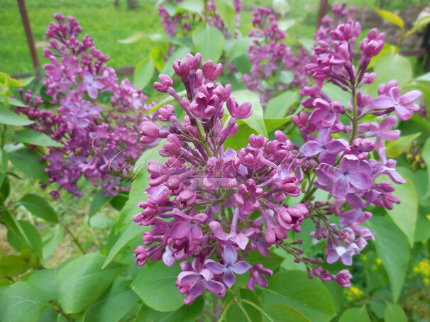 Сирень "М.И Калинин" / Syringa vulgaris "M. I. Kalinin" — фото 3