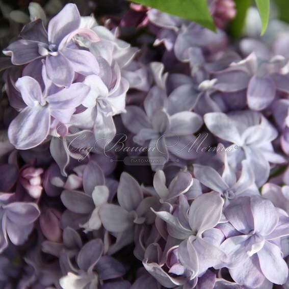 Сирень "Надежда" / Syringa vulgaris "Nadezhda" — фото 2
