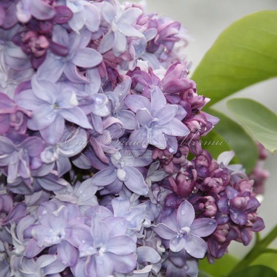 Сирень "Надежда" / Syringa vulgaris "Nadezhda" — фото 3