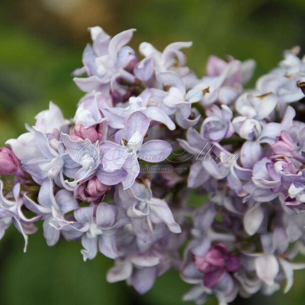 Сирень "Небо Москвы" / Syringa vulgaris "Nebo Moskvy" — фото 2