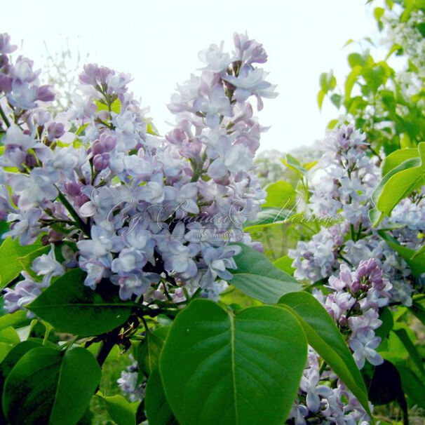 Сирень "Небо Москвы" / Syringa vulgaris "Nebo Moskvy" — фото 3