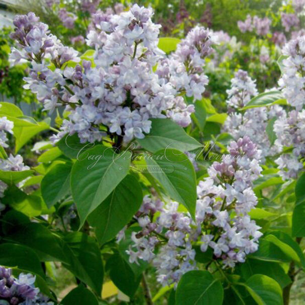 Сирень "Небо Москвы" / Syringa vulgaris "Nebo Moskvy" — фото 4