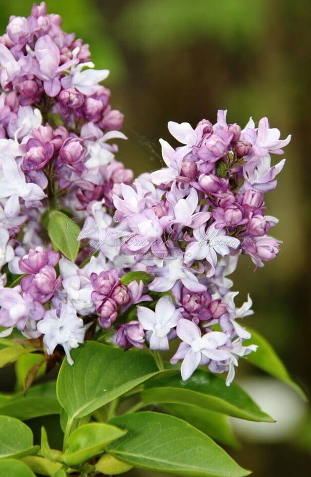 Сирень "Небо Москвы" / Syringa vulgaris "Nebo Moskvy" — фото 5