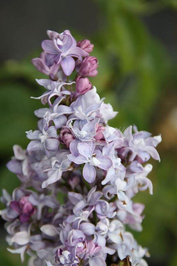 Сирень "Небо Москвы" / Syringa vulgaris "Nebo Moskvy" — фото 6