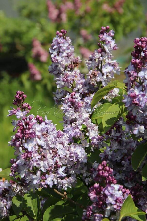 Сирень "Небо Москвы" / Syringa vulgaris "Nebo Moskvy" — фото 7