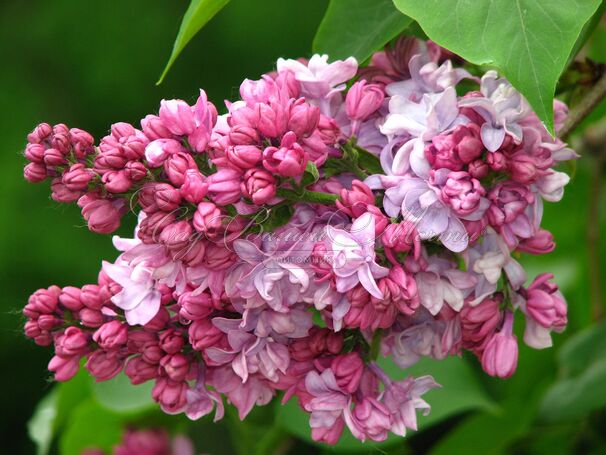 Сирень "П.П.Кончаловский" / Syringa vulgaris "P. P. Konchalovskii" — фото 2