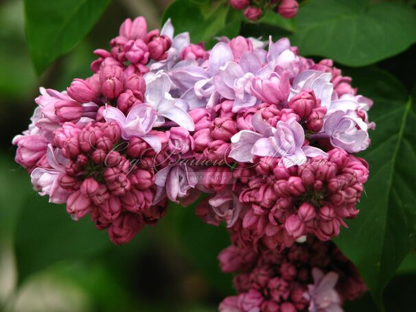 Сирень "П.П.Кончаловский" / Syringa vulgaris "P. P. Konchalovskii" — фото 3