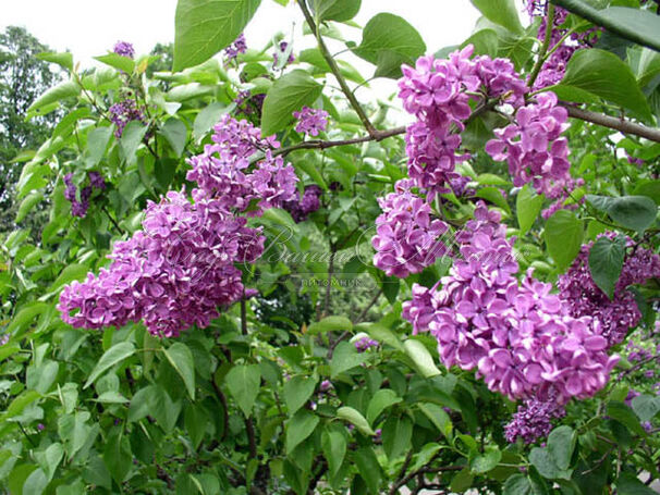 Сирень "Поль Робсон" / Syringa vulgaris "Pol' Robson" — фото 4