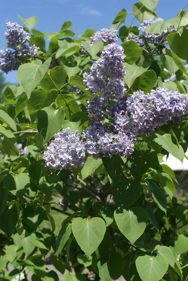 Сирень "Русская Песня" / Syringa vulgaris "Russkaya Pesnya" — фото 2