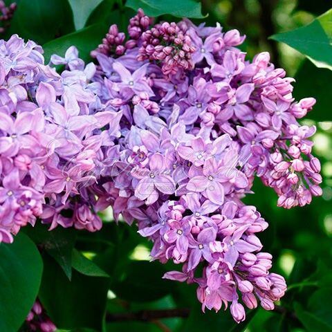 Сирень "Русь" / Syringa vulgaris "Rus'" — фото 2