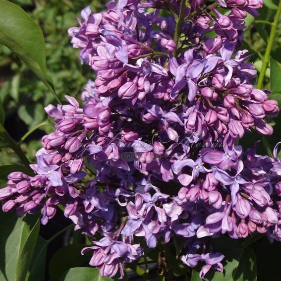 Сирень "Русь" / Syringa vulgaris "Rus'" — фото 3