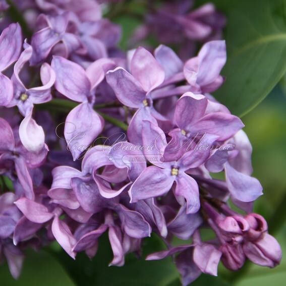 Сирень "Русь" / Syringa vulgaris "Rus'" — фото 4