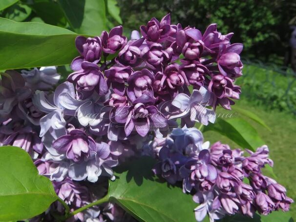 Сирень "Утро Москвы" / Syringa vulgaris "Utro Moskvy" — фото 2