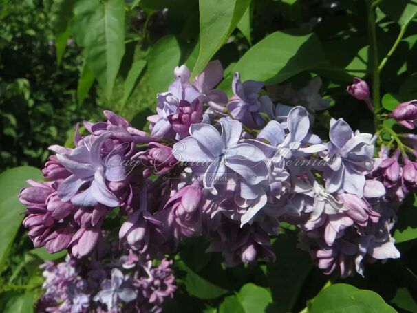 Сирень "Утро Москвы" / Syringa vulgaris "Utro Moskvy" — фото 3