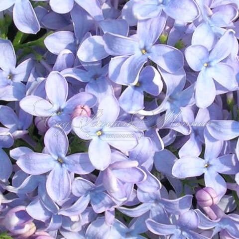 Сирень "Фирмамент" / Syringa vulgaris "Firmament" — фото 2