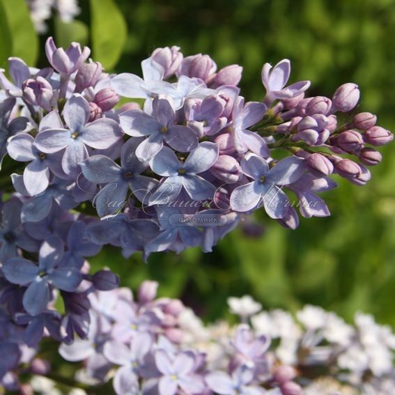 Сирень "Фирмамент" / Syringa vulgaris "Firmament" — фото 3