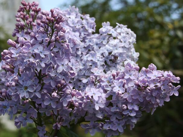 Сирень "Фирмамент" / Syringa vulgaris "Firmament" — фото 4