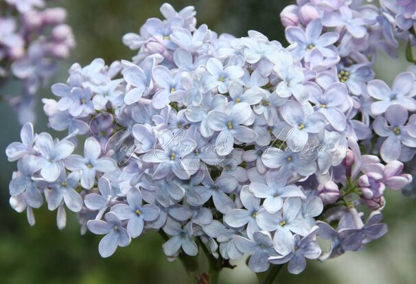 Сирень "Фирмамент" / Syringa vulgaris "Firmament" — фото 5