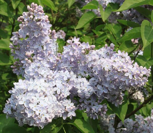 Сирень "Фирмамент" / Syringa vulgaris "Firmament" — фото 6