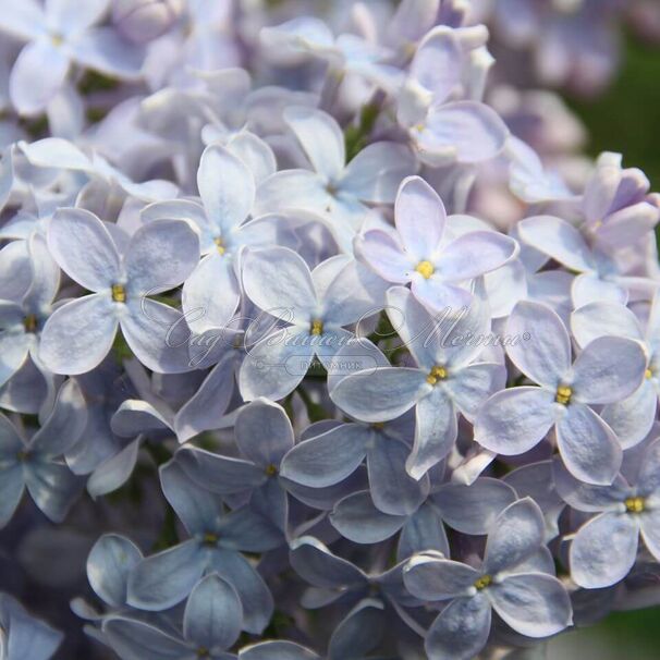 Сирень "Фирмамент" / Syringa vulgaris "Firmament" — фото 7