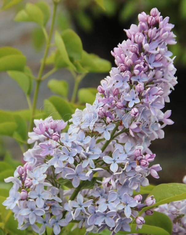 Сирень "Фирмамент" / Syringa vulgaris "Firmament" — фото 8