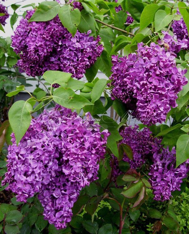 Сирень "Монж" / Syringa vulgaris "Monge" — фото 2