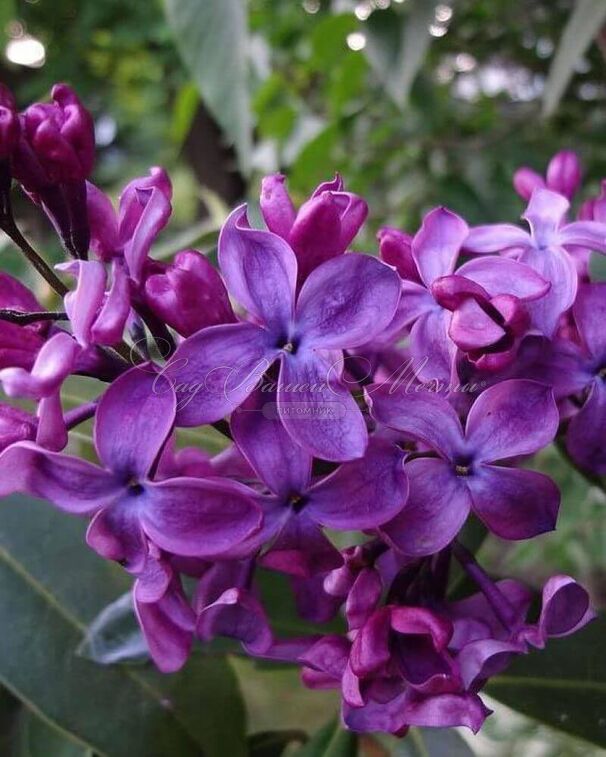 Сирень "Монж" / Syringa vulgaris "Monge" — фото 3