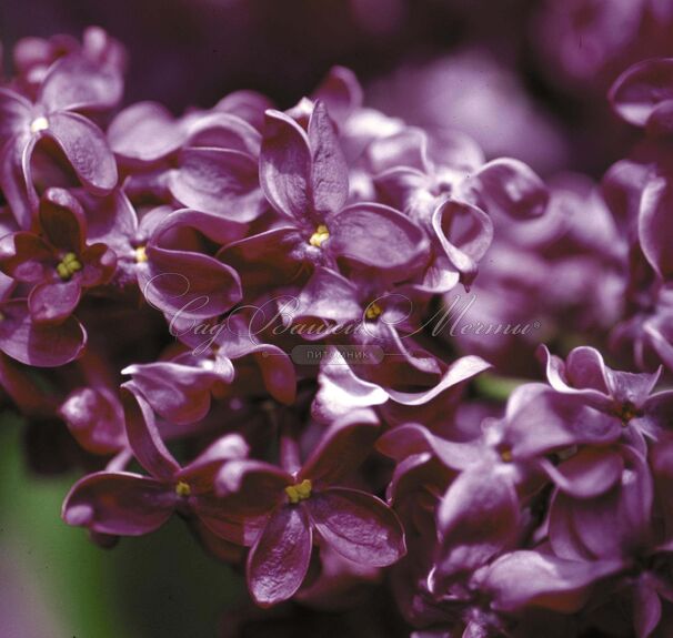 Сирень "Монж" / Syringa vulgaris "Monge" — фото 4