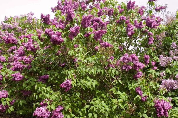 Сирень "Монж" / Syringa vulgaris "Monge" — фото 5