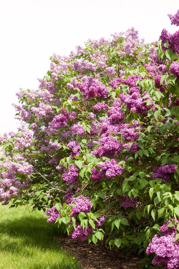 Сирень "Монж" / Syringa vulgaris "Monge" — фото 6