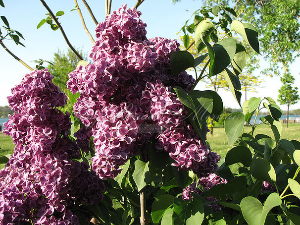 Сирень "Монж" / Syringa vulgaris "Monge" — фото 7