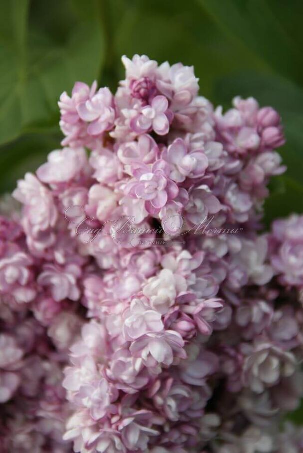 Сирень "Монтень" / Syringa vulgaris "Montaigne" — фото 3