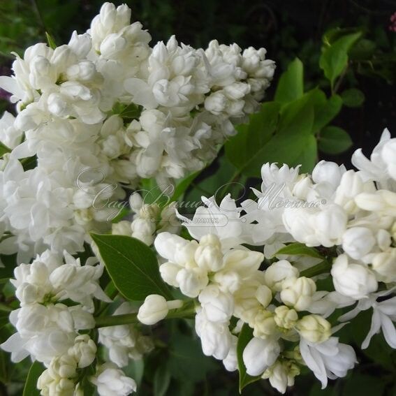 Сирень "Сувенир д'Элис Хардинг" / Syringa vulgaris "Souvenir d'Alice Harding" — фото 2
