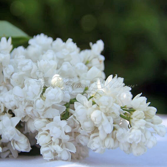 Сирень "Сувенир д'Элис Хардинг" / Syringa vulgaris "Souvenir d'Alice Harding" — фото 3