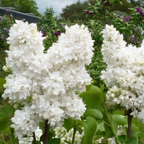 Сирень "Сувенир д'Элис Хардинг" / Syringa vulgaris "Souvenir d'Alice Harding" — фото 4