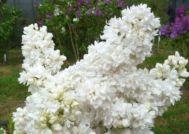 Сирень "Сувенир д'Элис Хардинг" / Syringa vulgaris "Souvenir d'Alice Harding" — фото 5